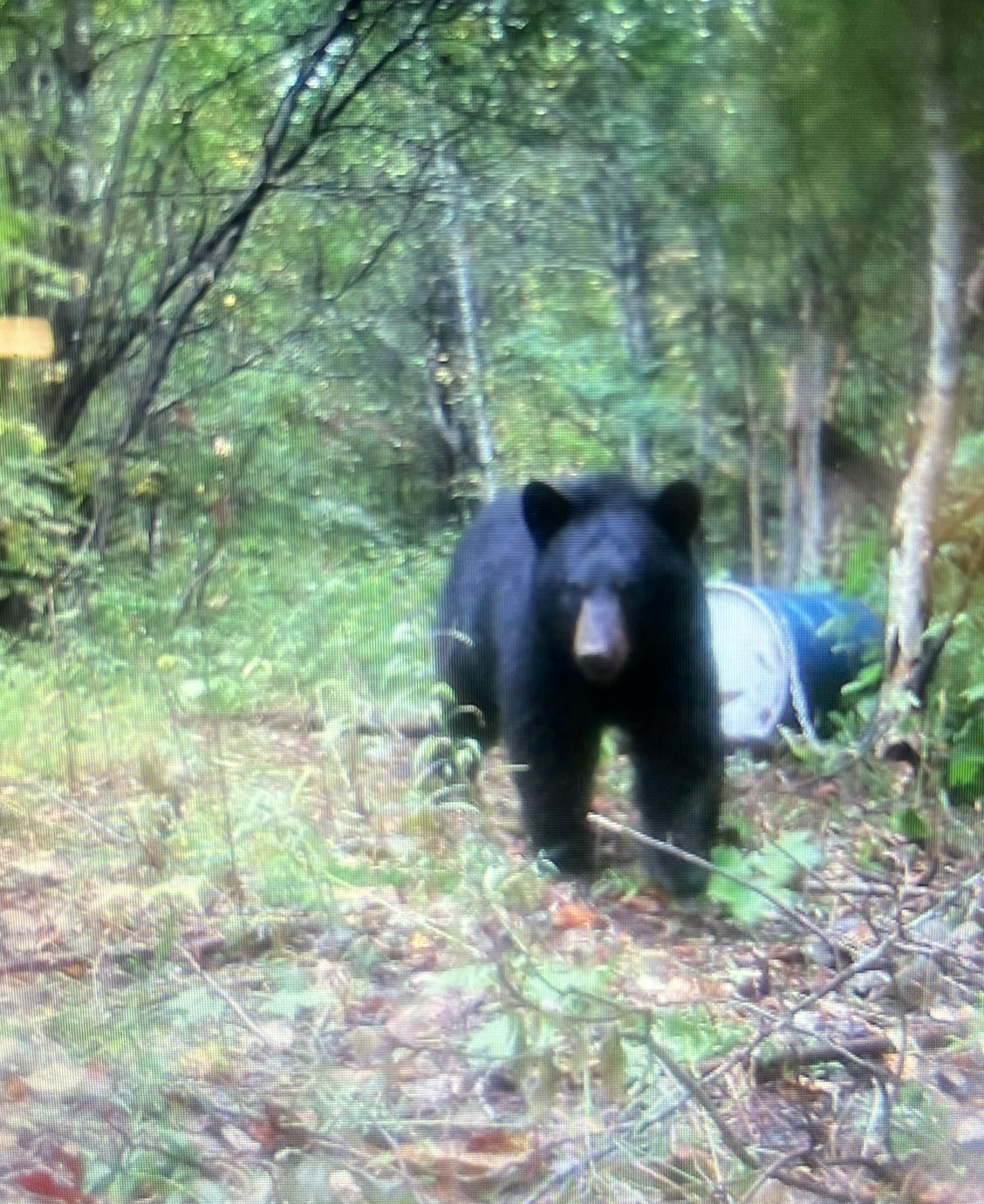 chasse-