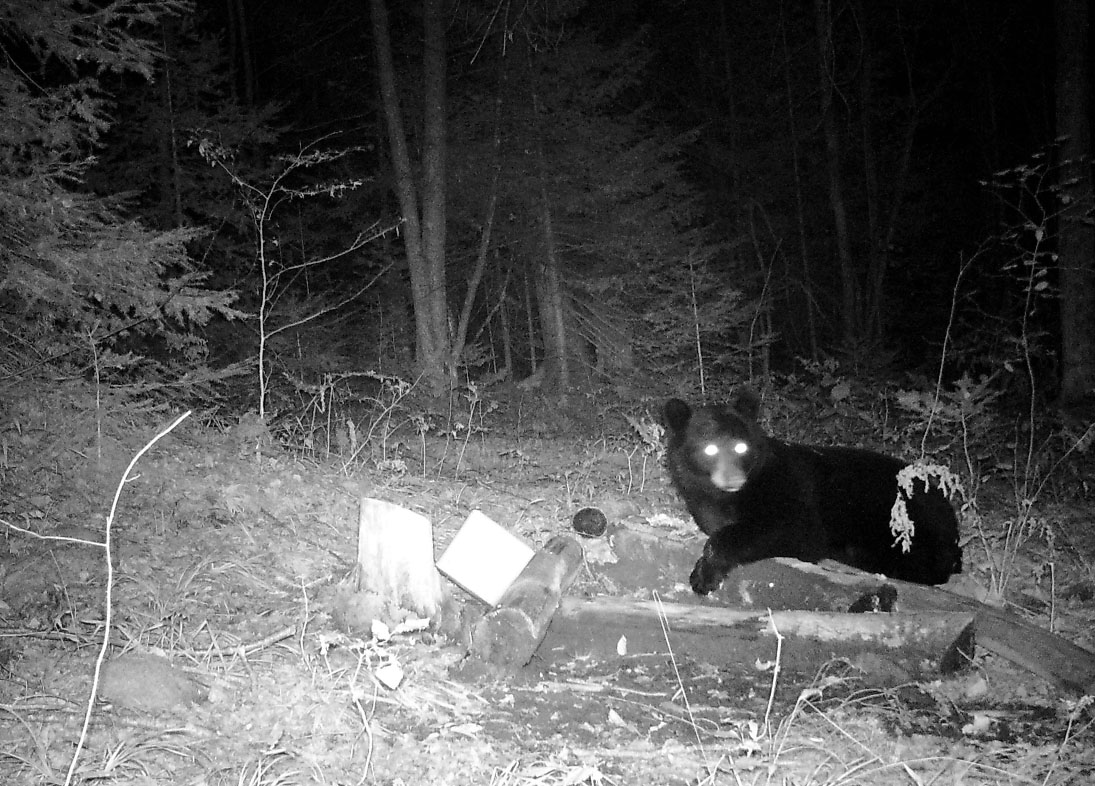 chasse-