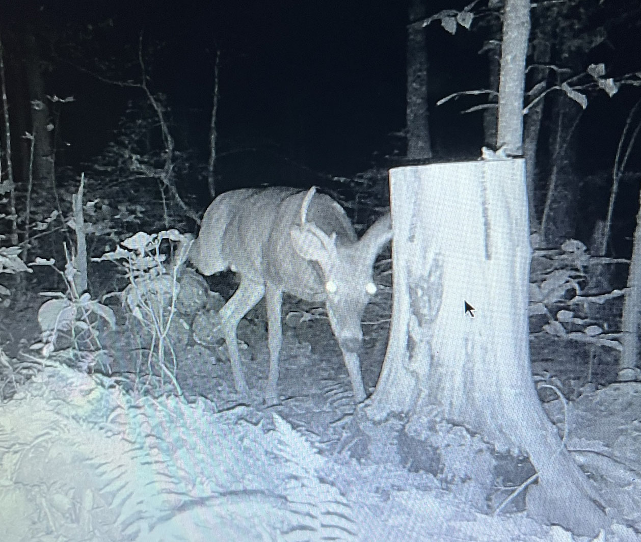 chasse-
