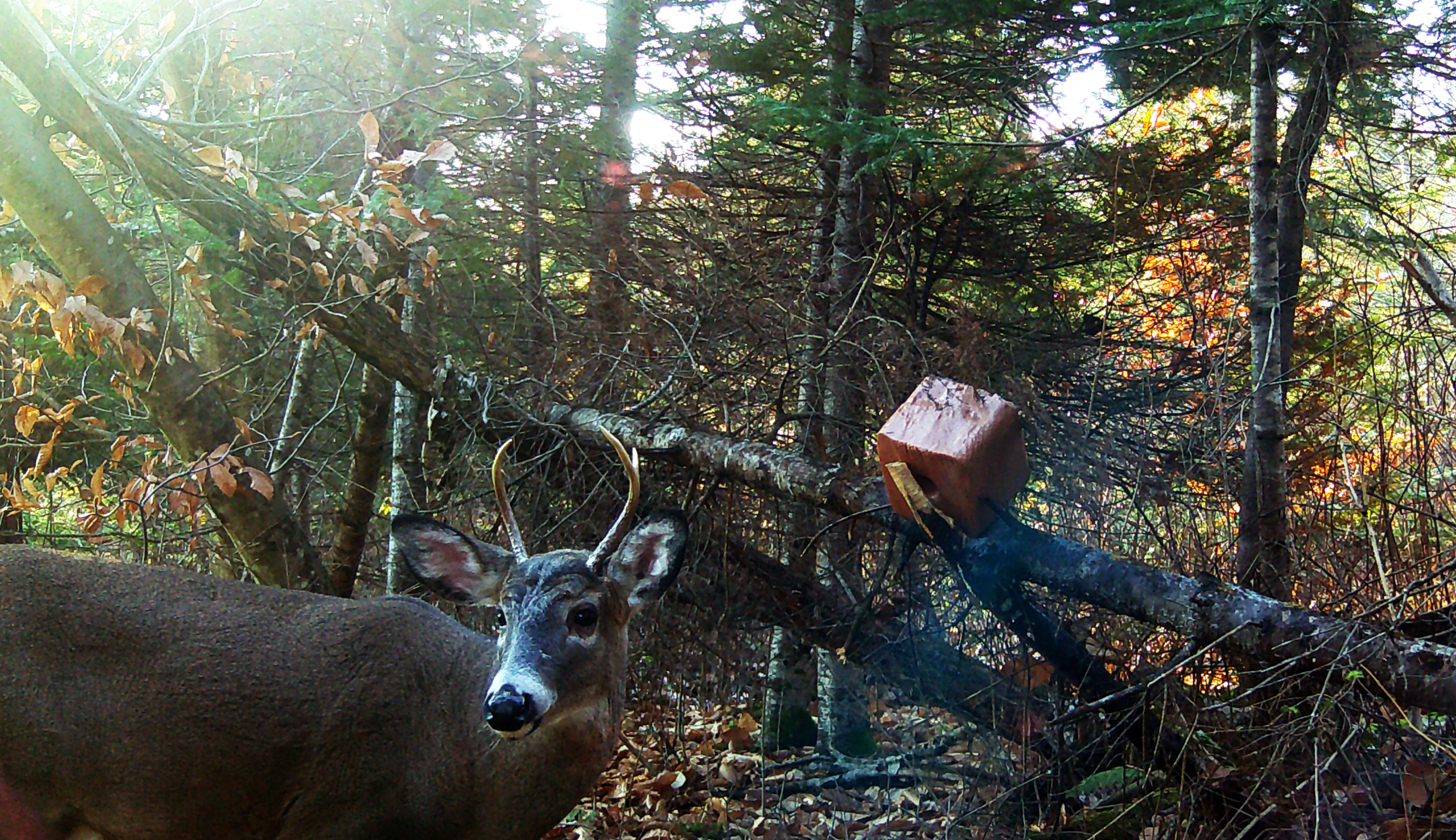 chasse-