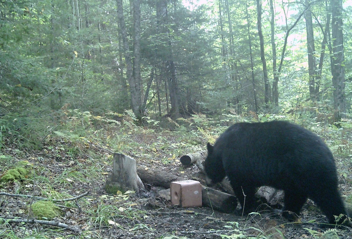 chasse-