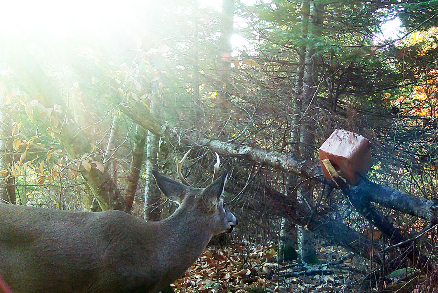 chasse-